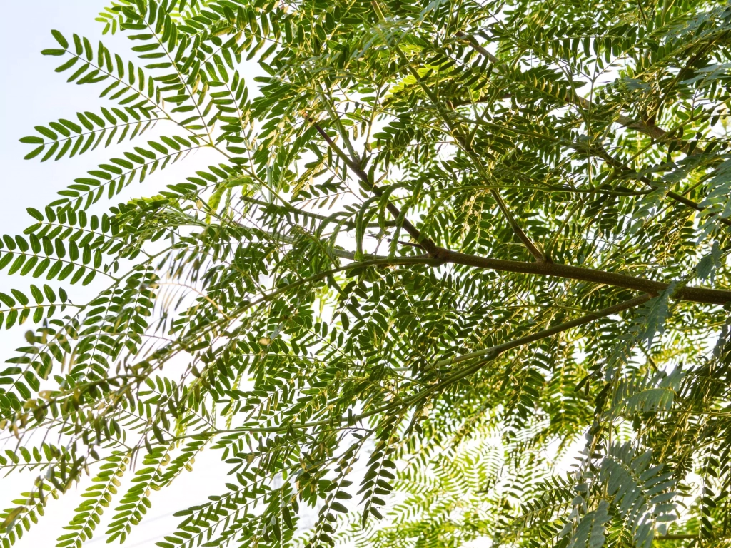 Photo de branches d'un faux acacia robinier arbre utilisé par Nobylis