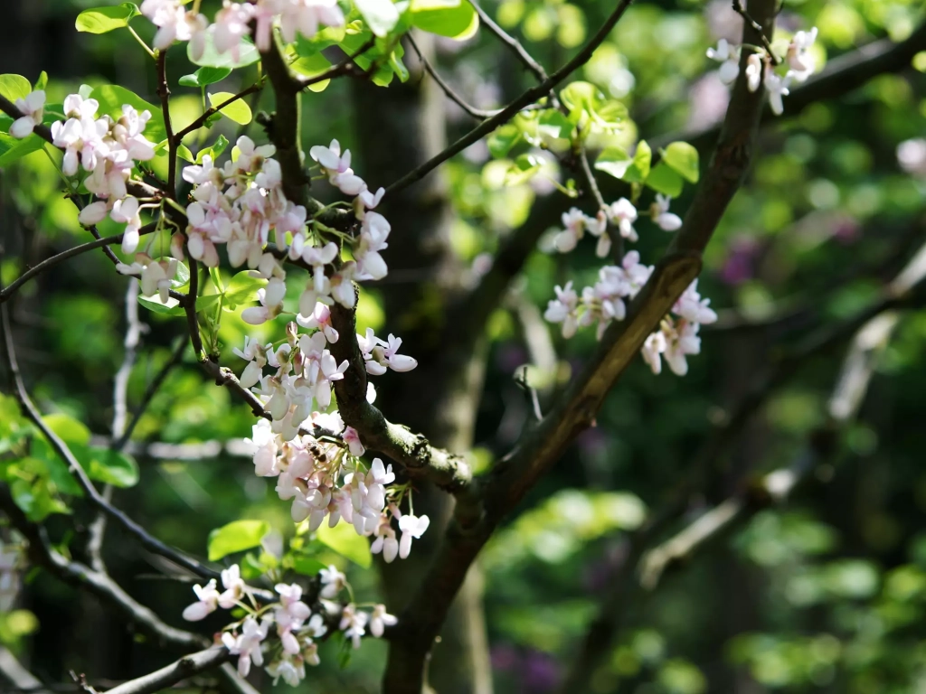 Photo de fleurs d'une branche de faux acacia robinier