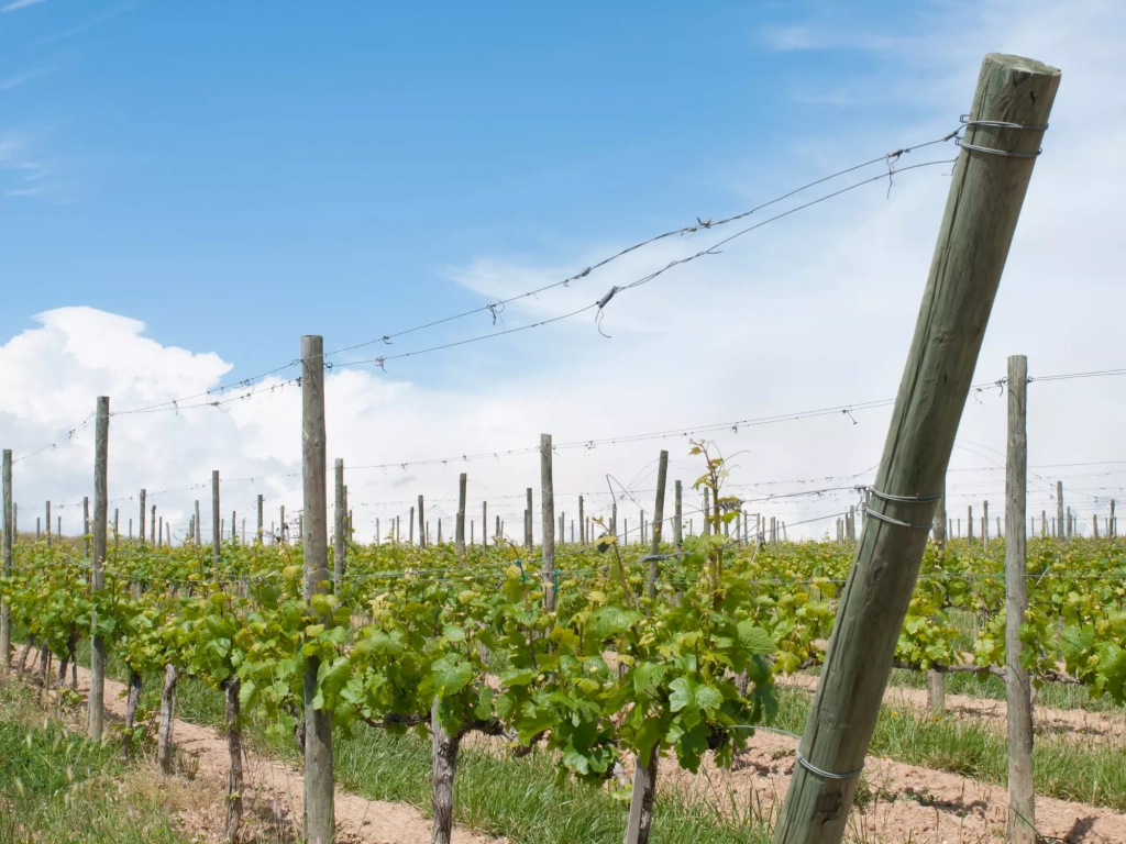 Photo de piquets et de fils dans un rang de vigne