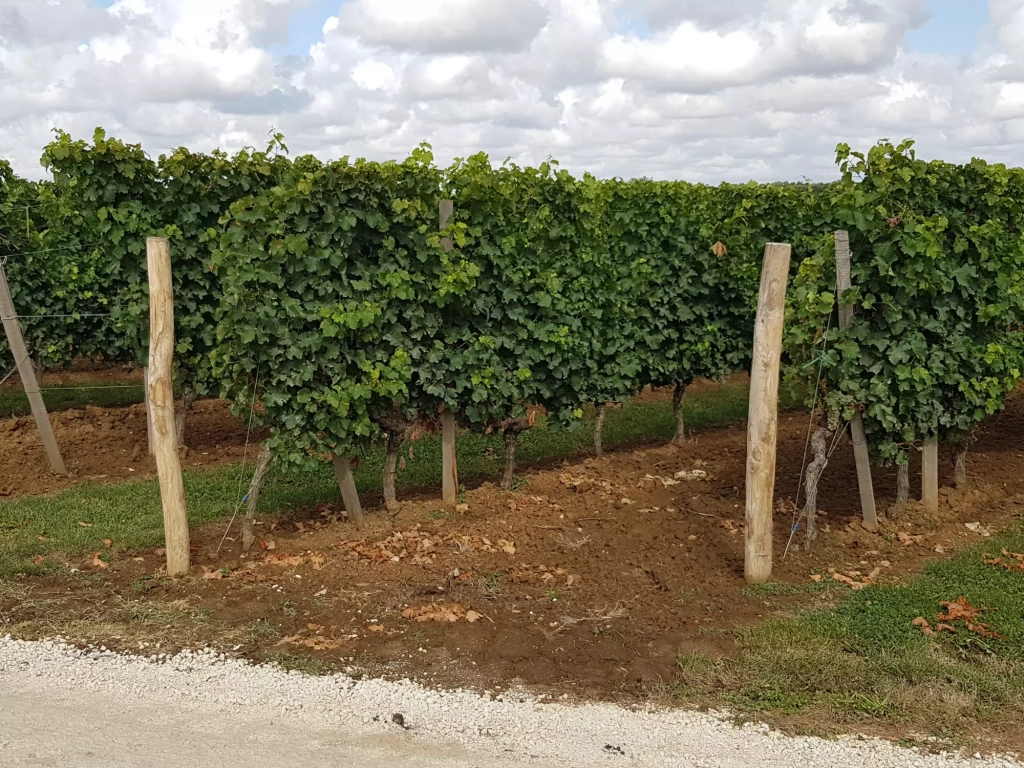 Photos de rangs de vignes en été