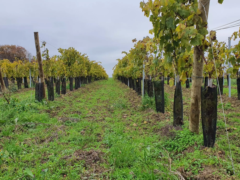 Photo de rangs de vignes en automne