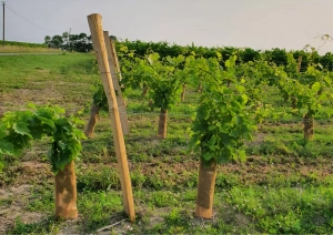 Photo d'un piquet de bout en robinier faux acacia d'un rang de vigne