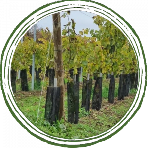 Photo montrant le début d'un rang de vigne et plus particulièrement l'amarrage