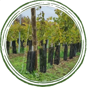 Photo montrant le début d'un rang de vigne et plus particulièrement l'amarrage