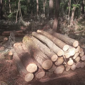 Photo de bois coupés dans la forêt hongroise en collaboration avec Nobylis