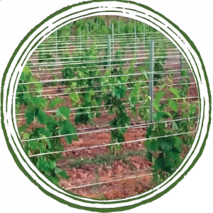 Photo montrant les fils d'un rang de vigne