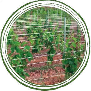 Photo montrant les fils d'un rang de vigne