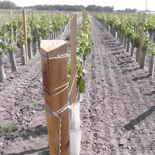 Photo de marquants triangulaires sciés utilisés dans la vigne