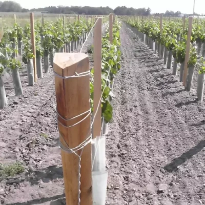 Photo de marquants triangulaires sciés utilisés dans la vigne