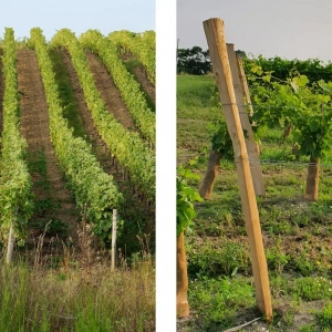 Montage de deux photos, l'une à gauche montre des rangs de vignes et l'autre, à droite, montre le début d'un rang de vigne, notamment un piquet de bout