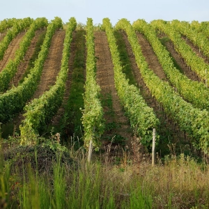 Photo de rangs de vignes dont on voit les piquets de bout de rang