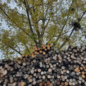 Photo d'un tas de bois d'acacia coupés avec un acacia en arrière plan