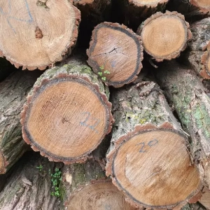 Photo zoom de troncs de bois d'acacia coupes dans une des forêts de l'exploitation de l'usine hongroise travaillant pour Nobylis