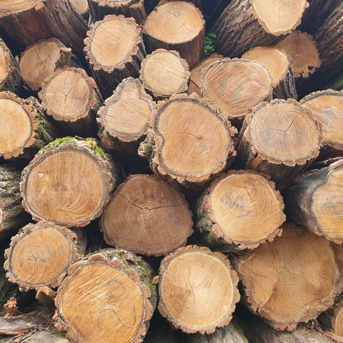 Photo de troncs d'acacia robinier récoltés et travaillés par Nobylis